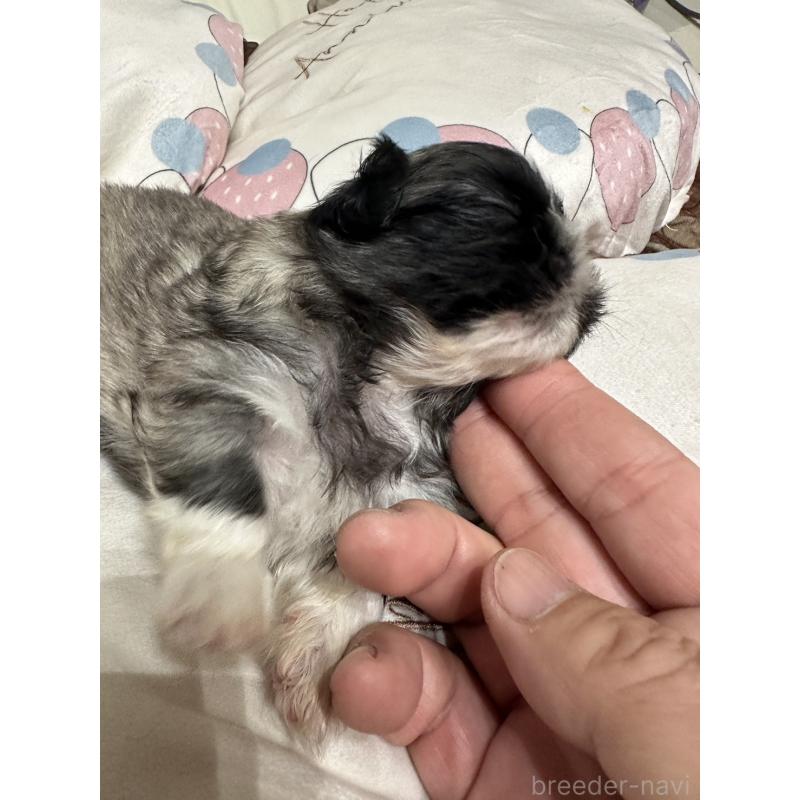 販売中の岡山県のペキニーズ-434105の5枚目