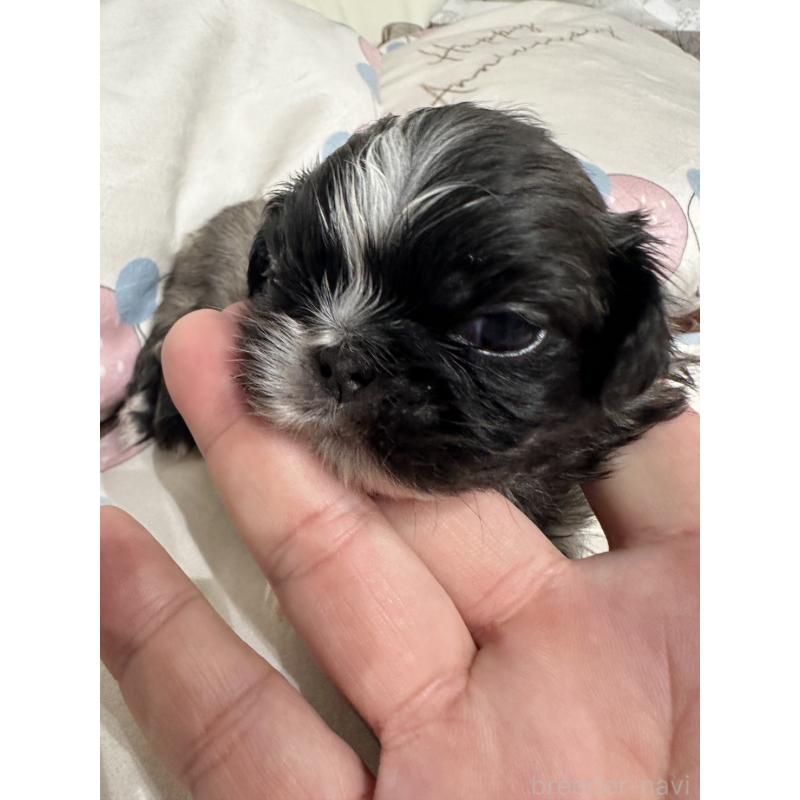 販売中の岡山県のペキニーズ-434105の4枚目