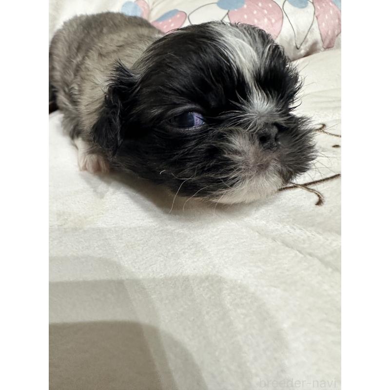販売中の岡山県のペキニーズ-434105の2枚目