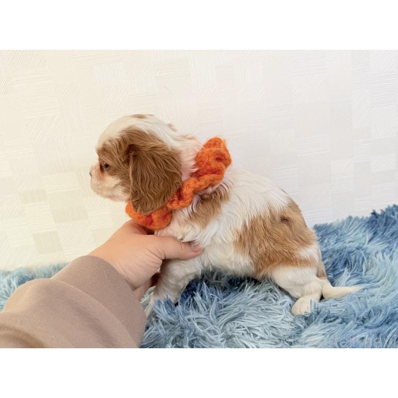 商談中の埼玉県のキャバリアキングチャールズスパニエル-429381の5枚目