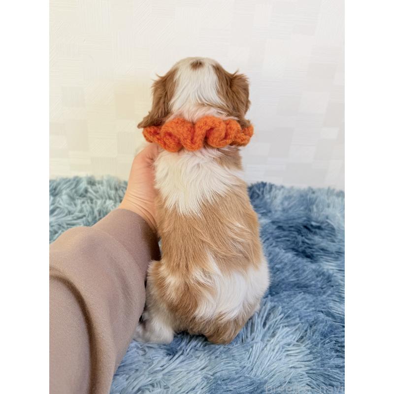 商談中の埼玉県のキャバリアキングチャールズスパニエル-429381の4枚目