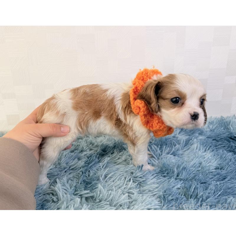 商談中の埼玉県のキャバリアキングチャールズスパニエル-429381の3枚目