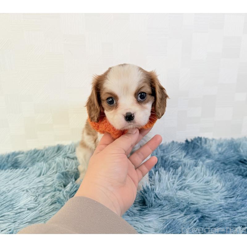 商談中の埼玉県のキャバリアキングチャールズスパニエル-429381の2枚目