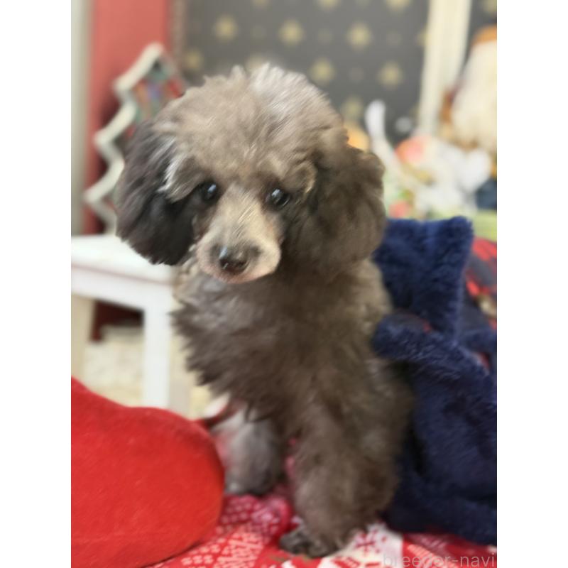 販売中の宮崎県のティーカッププードル-434107の8枚目