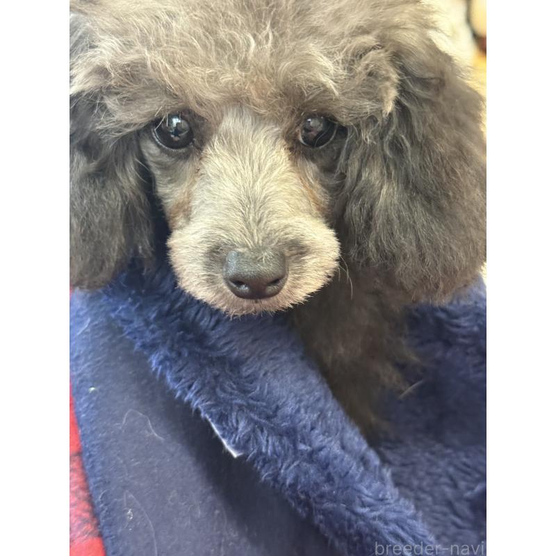 販売中の宮崎県のティーカッププードル-434107の6枚目