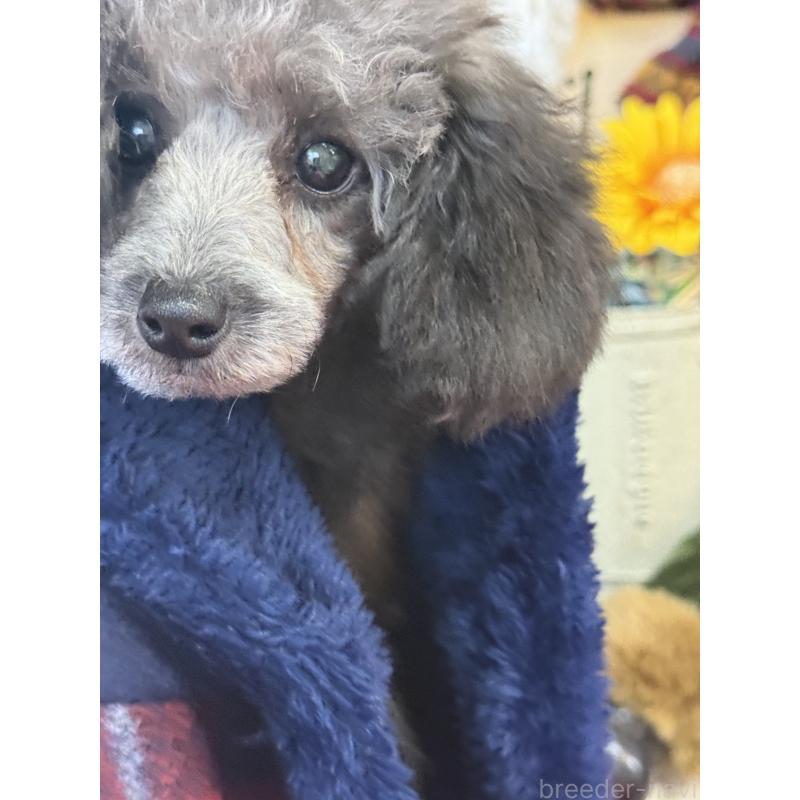 販売中の宮崎県のティーカッププードル-434107の5枚目