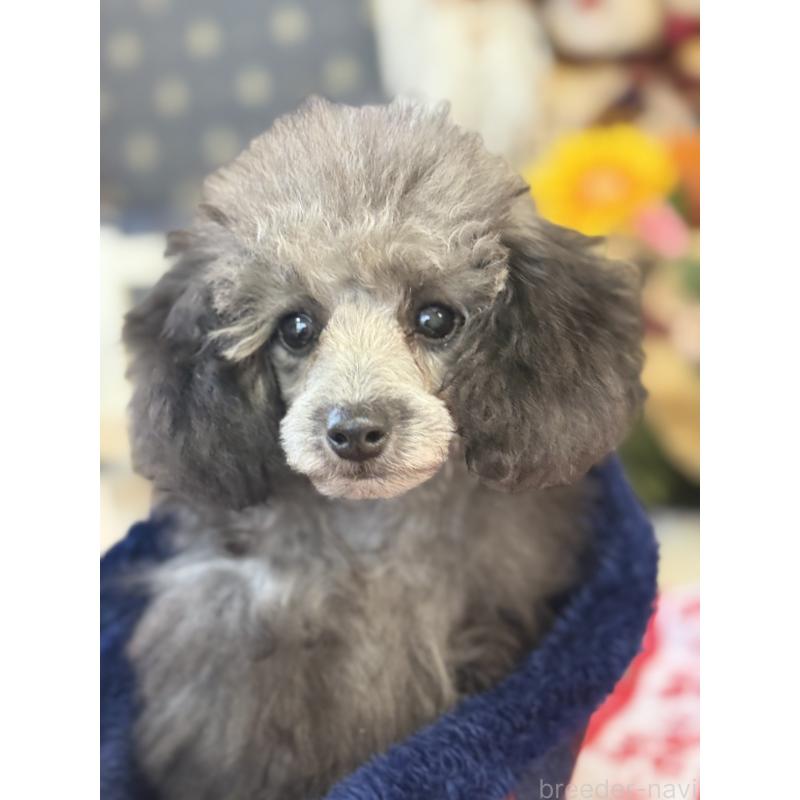 販売中の宮崎県のティーカッププードル-434107の4枚目