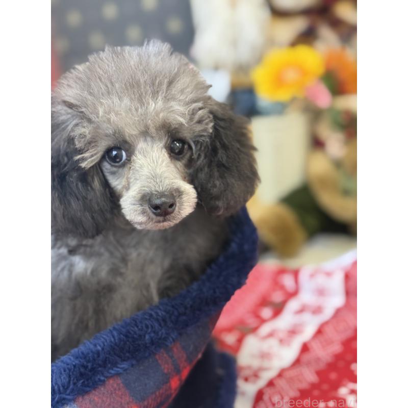 販売中の宮崎県のティーカッププードル-434107の3枚目