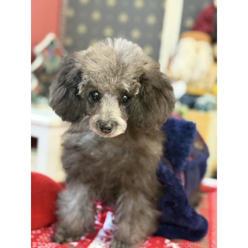 販売中の宮崎県のティーカッププードル-434107の2枚目