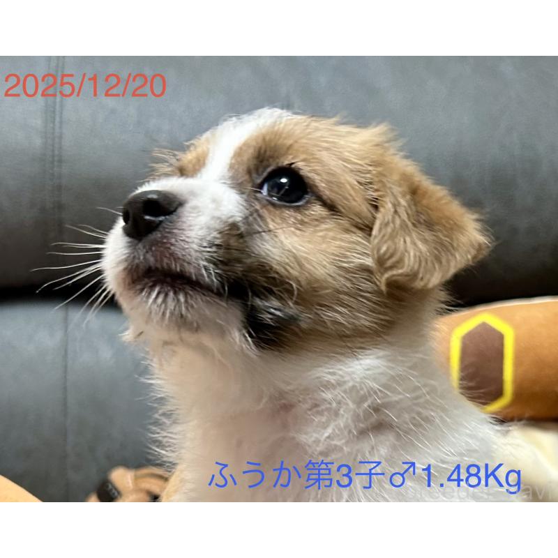 成約済の岡山県のジャックラッセルテリア-433903の8枚目