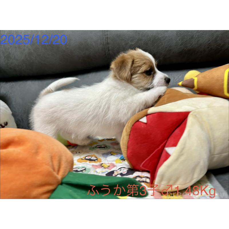 成約済の岡山県のジャックラッセルテリア-433903の7枚目