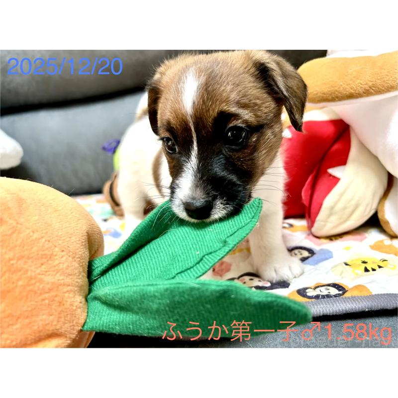 成約済の岡山県のジャックラッセルテリア-433892の12枚目