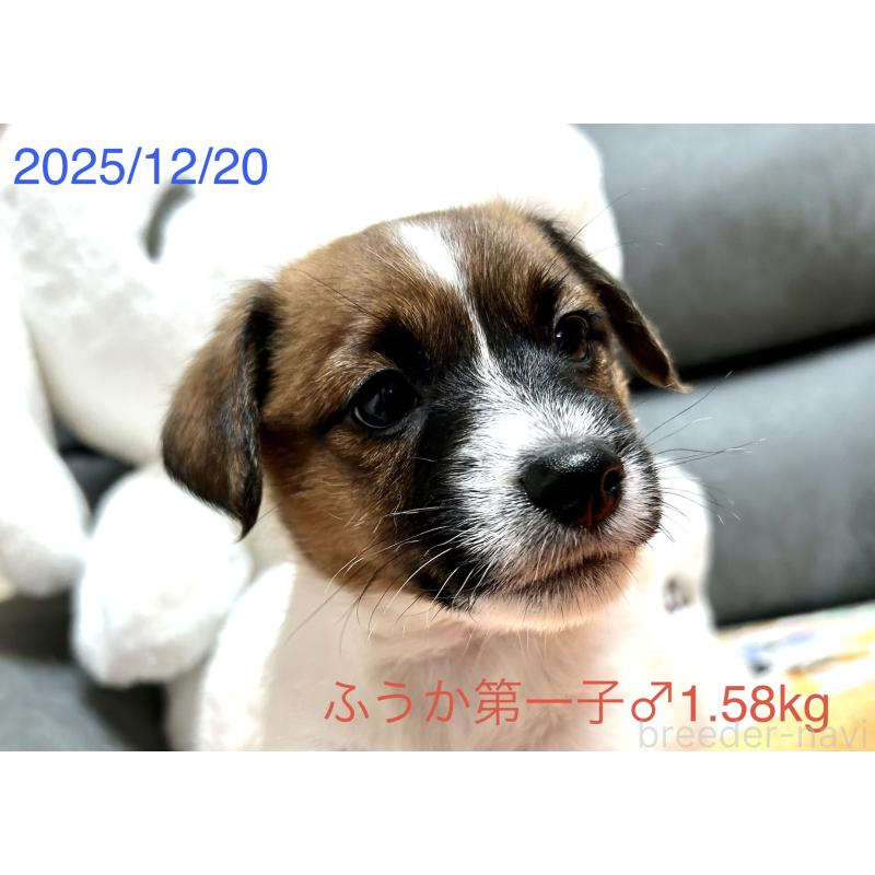 成約済の岡山県のジャックラッセルテリア-433892の11枚目