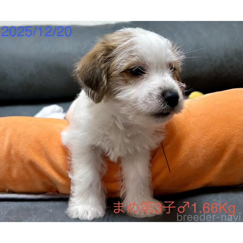 販売中の岡山県のジャックラッセルテリア-432750の11枚目