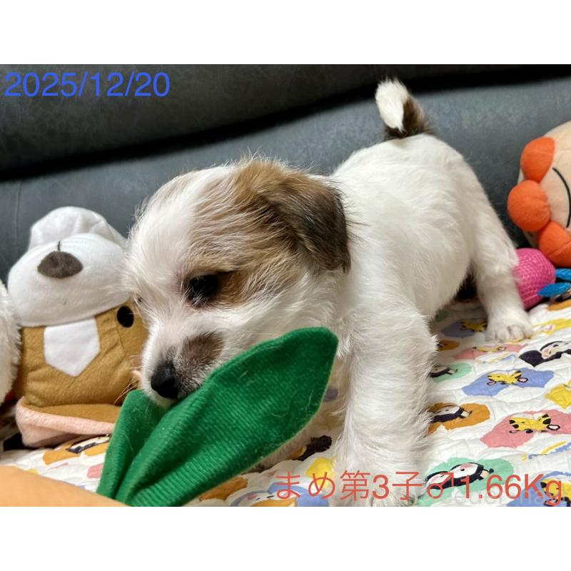 販売中の岡山県のジャックラッセルテリア-432750の10枚目