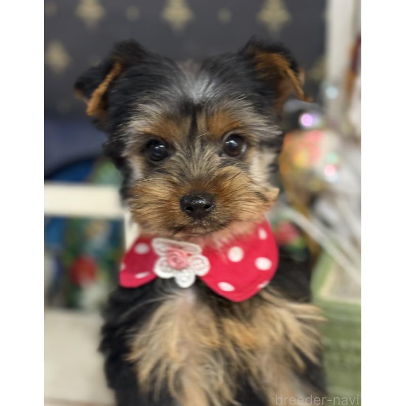 販売中の宮崎県のヨークシャーテリア-434108の8枚目