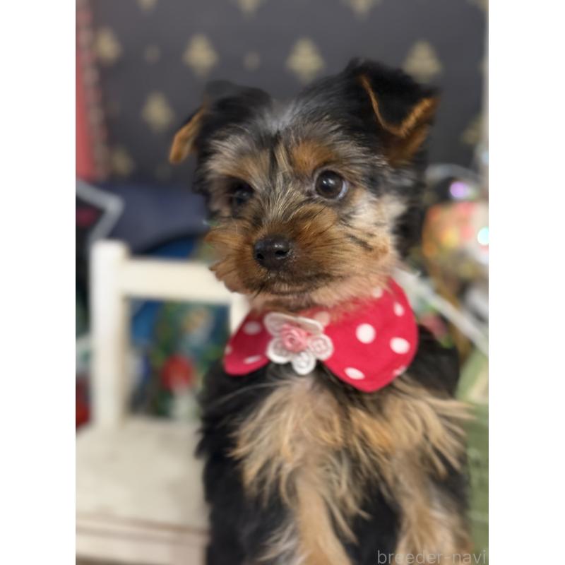 販売中の宮崎県のヨークシャーテリア-434108の7枚目