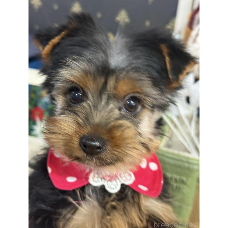販売中の宮崎県のヨークシャーテリア-434108の6枚目