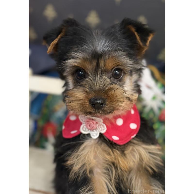 販売中の宮崎県のヨークシャーテリア-434108の5枚目