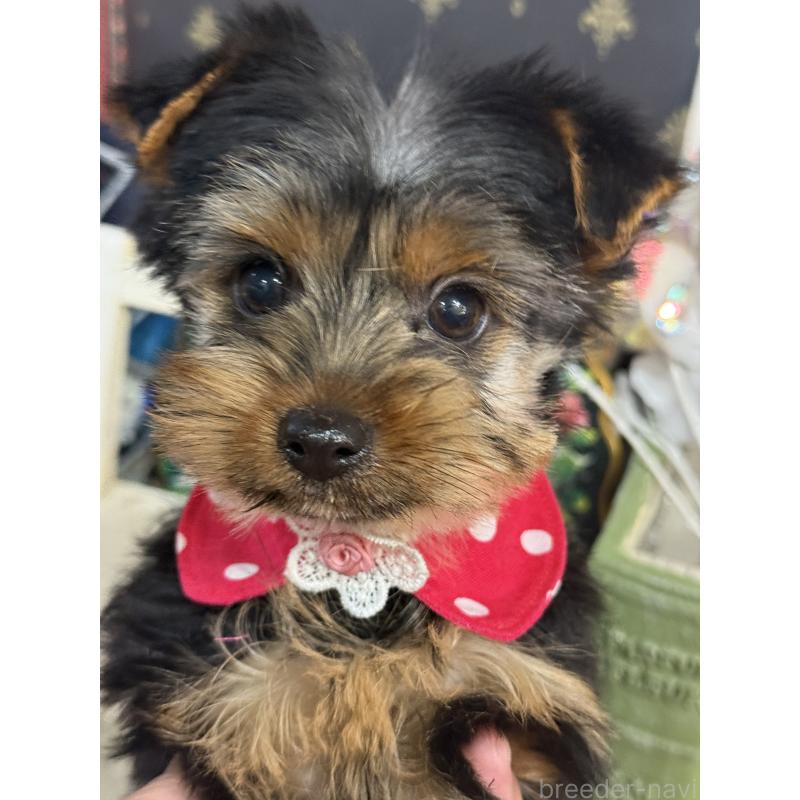 販売中の宮崎県のヨークシャーテリア-434108の4枚目