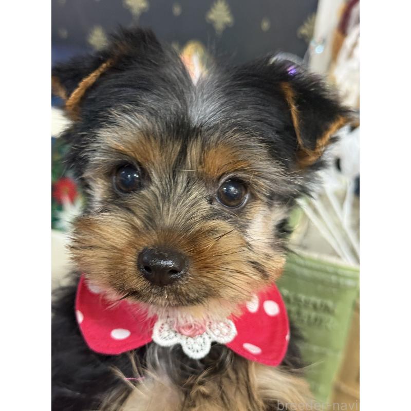 販売中の宮崎県のヨークシャーテリア-434108の3枚目