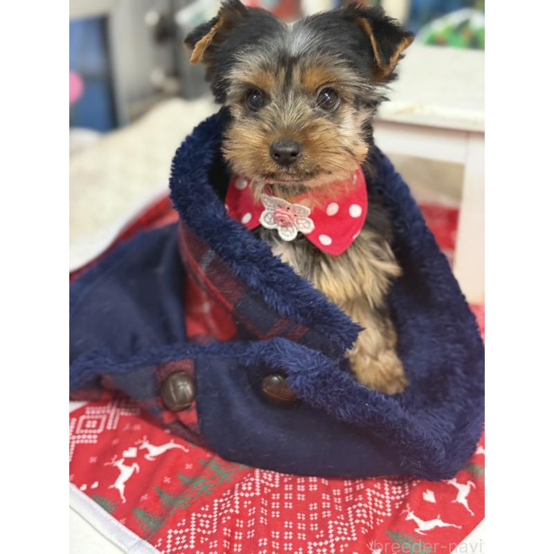 販売中の宮崎県のヨークシャーテリア-434108の2枚目
