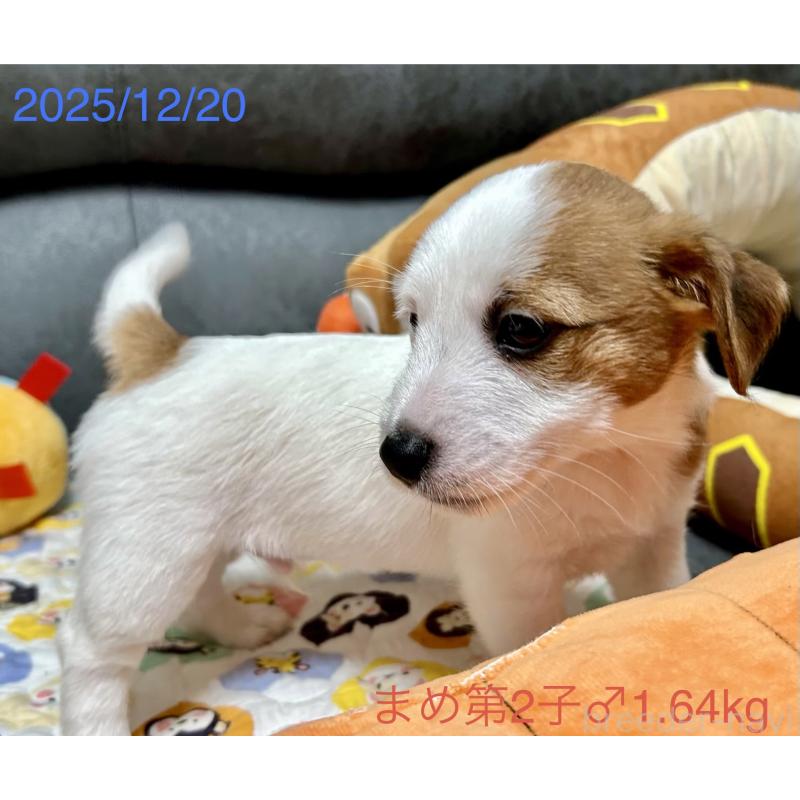 販売中の岡山県のジャックラッセルテリア-432751の11枚目