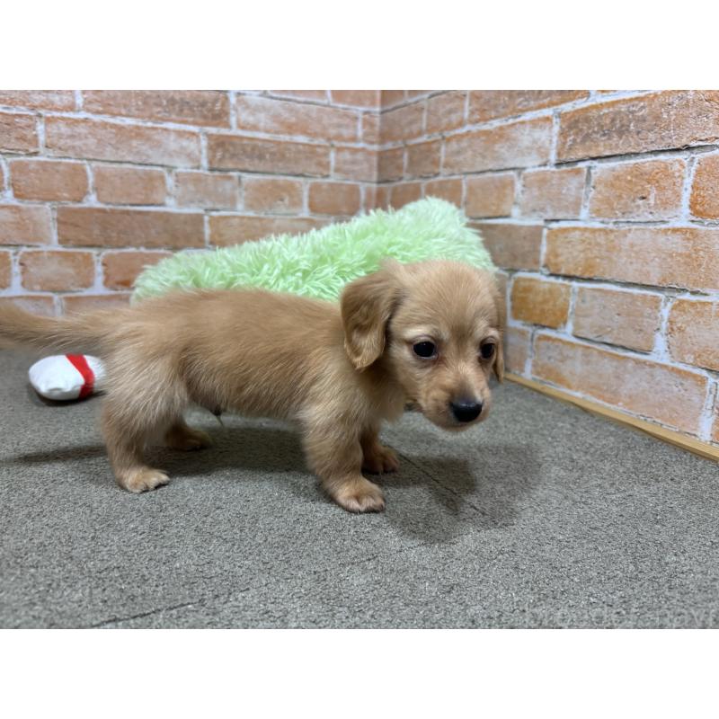 販売中の奈良県のカニンヘンダックスフンド(ロングヘアード)-434113の6枚目