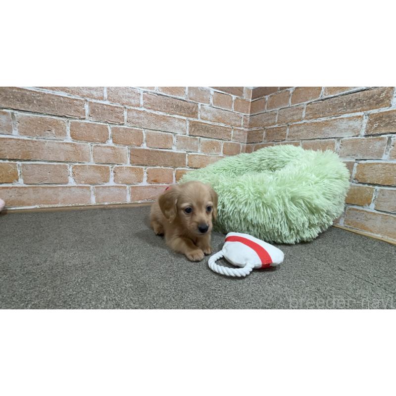 販売中の奈良県のカニンヘンダックスフンド(ロングヘアード)-434113の4枚目