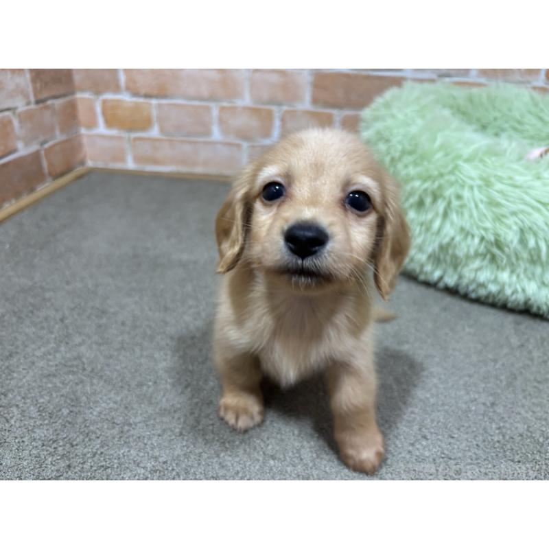 販売中の奈良県のカニンヘンダックスフンド(ロングヘアード)-434113の3枚目