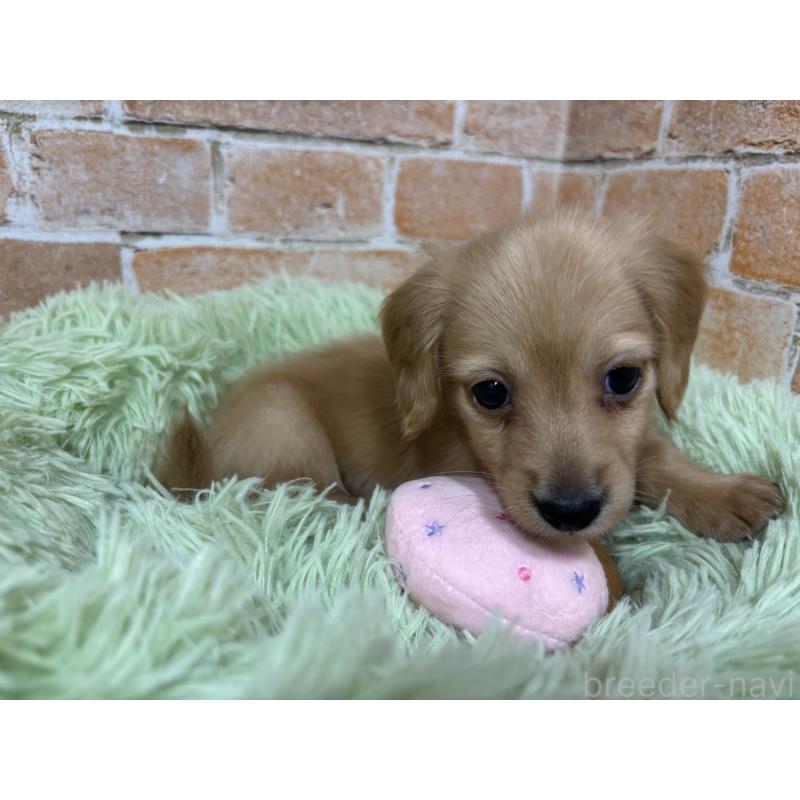 販売中の奈良県のカニンヘンダックスフンド(ロングヘアード)-434113の2枚目