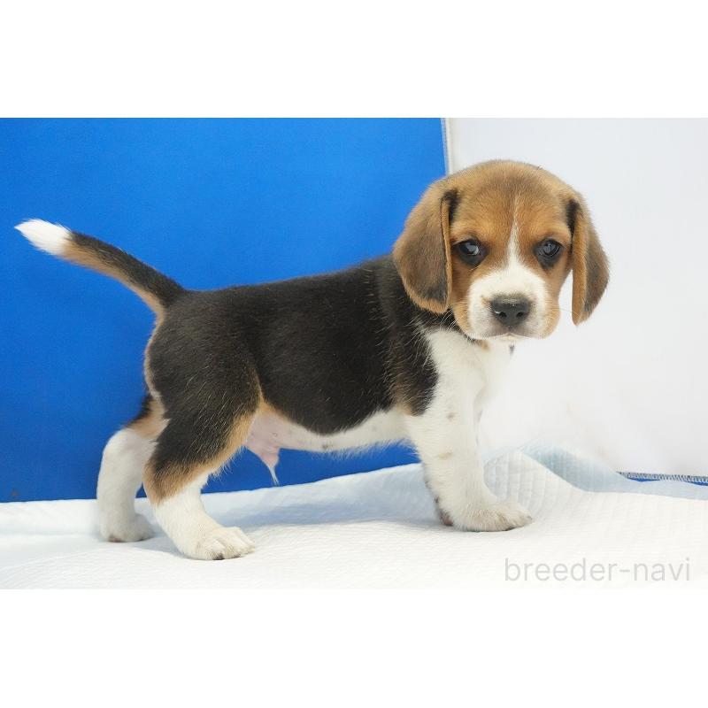 成約済の愛知県のビーグル-430001の11枚目