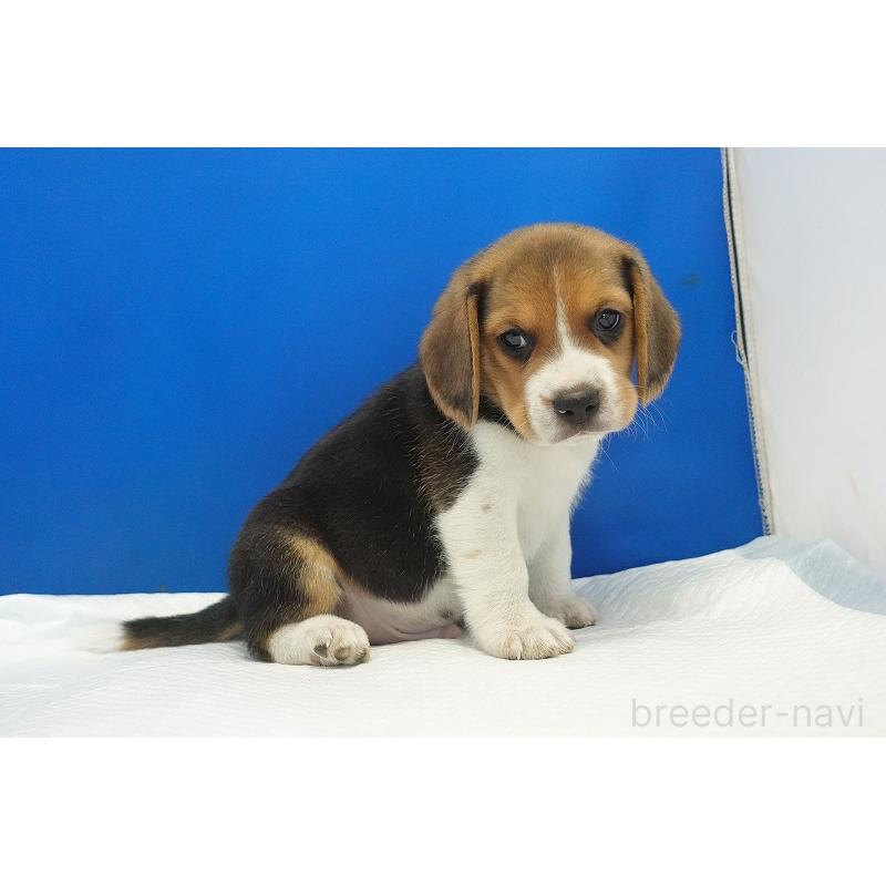 成約済の愛知県のビーグル-430001の10枚目