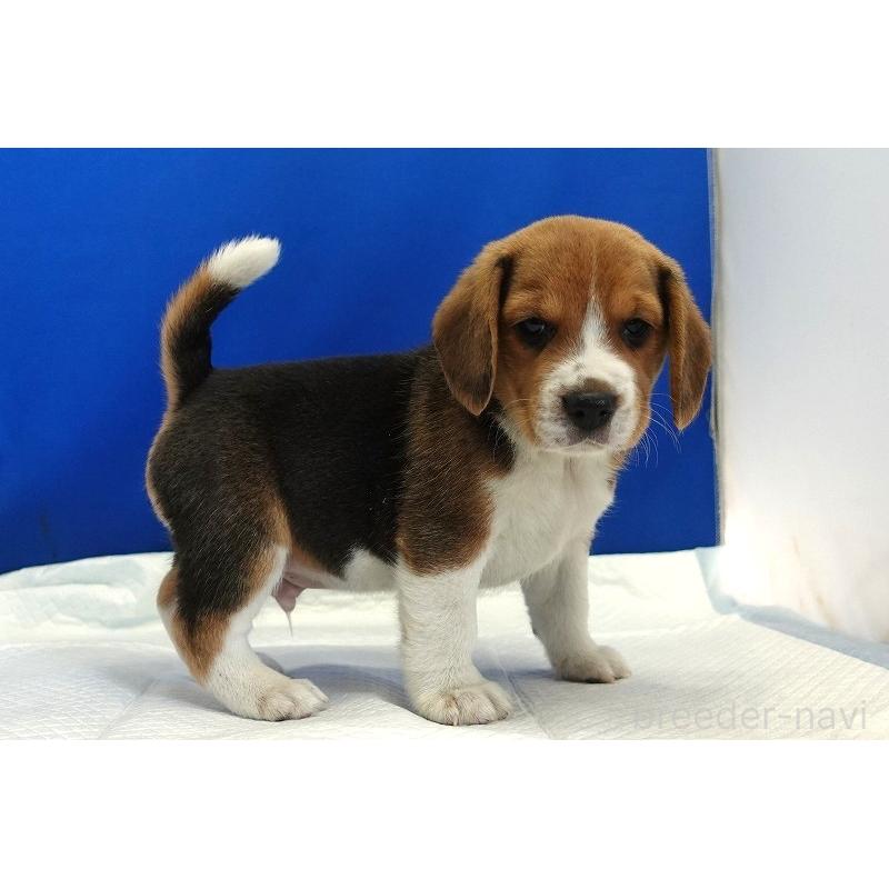 成約済の愛知県のビーグル-430001の8枚目