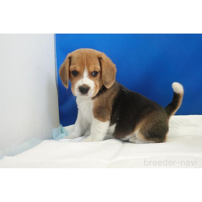 成約済の愛知県のビーグル-430001の9枚目