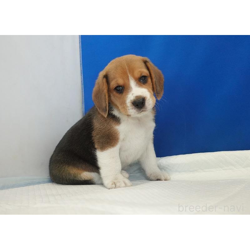 成約済の愛知県のビーグル-430001の7枚目