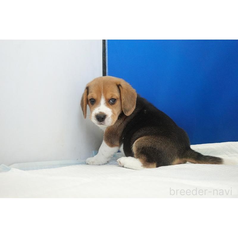 成約済の愛知県のビーグル-430001の6枚目