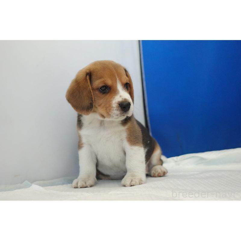 成約済の愛知県のビーグル-430001の5枚目