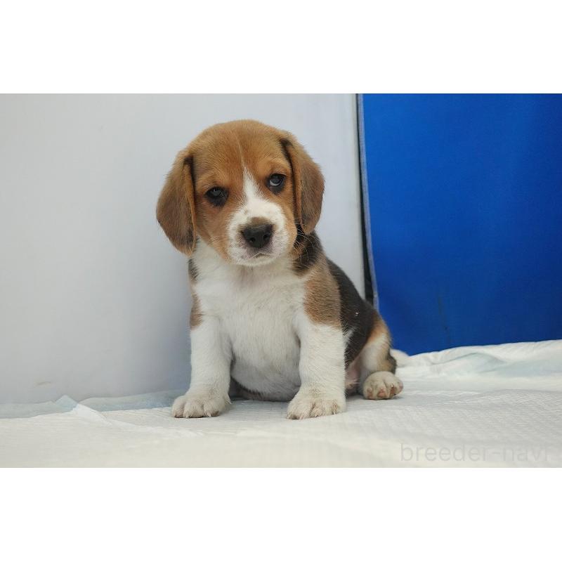 成約済の愛知県のビーグル-430001の4枚目