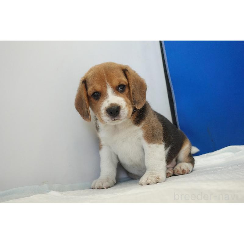 成約済の愛知県のビーグル-430001の2枚目