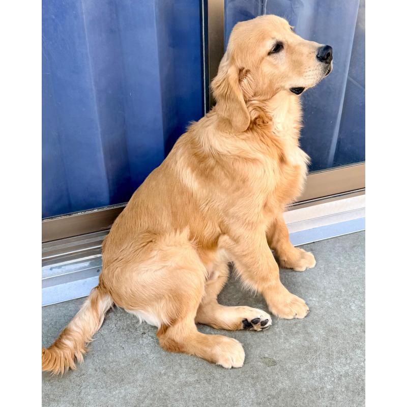 販売中の静岡県のゴールデンレトリーバー-434139の6枚目