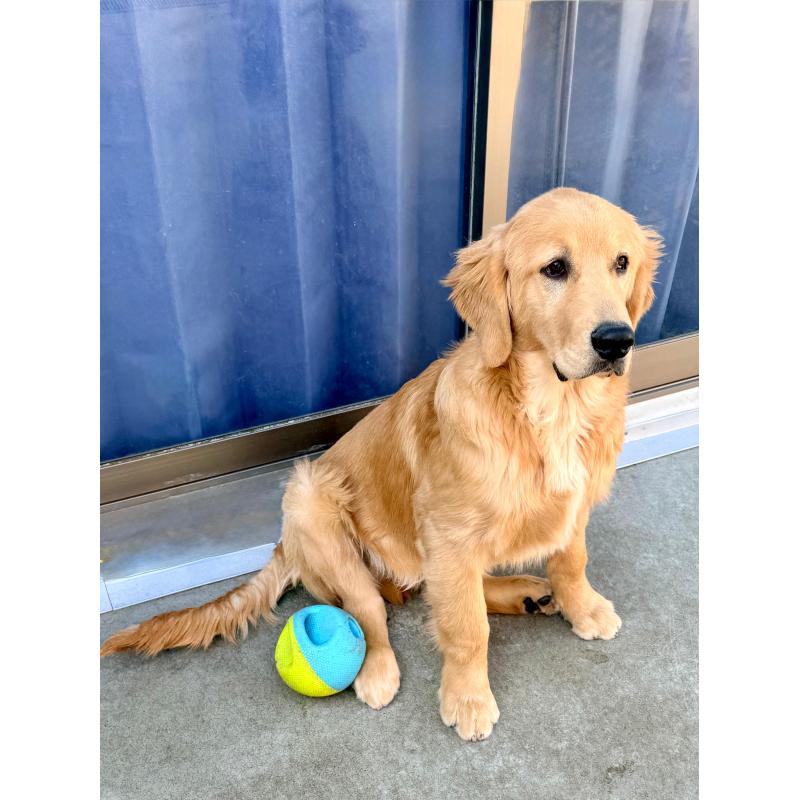 販売中の静岡県のゴールデンレトリーバー-434139の5枚目