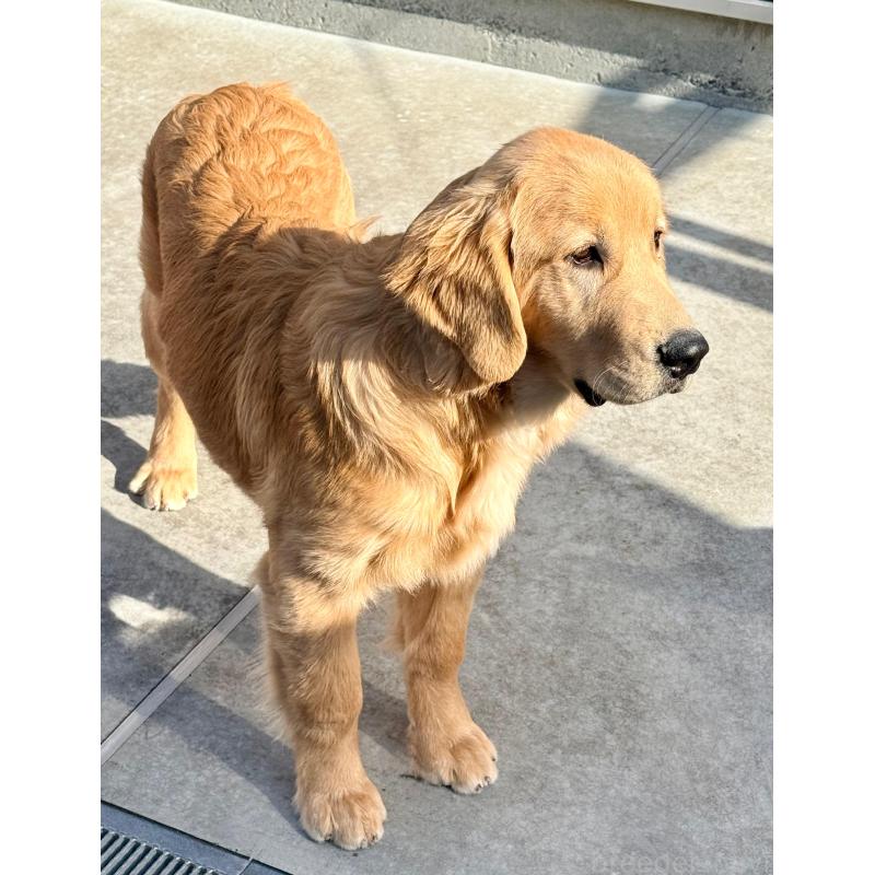 販売中の静岡県のゴールデンレトリーバー-434139の4枚目