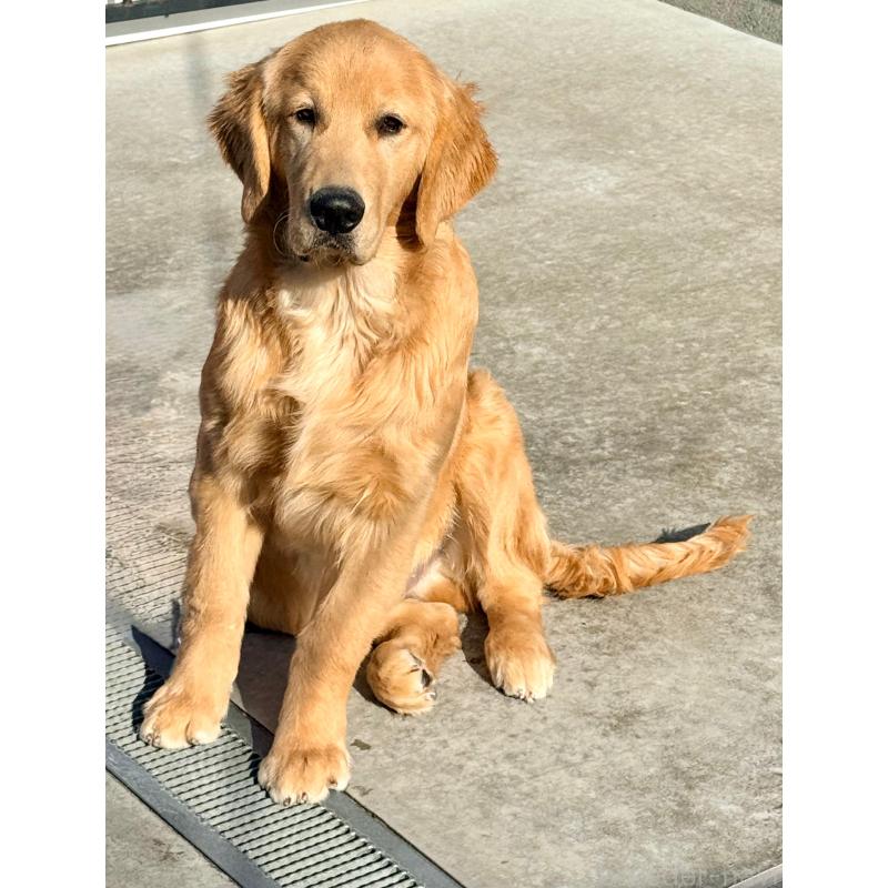 販売中の静岡県のゴールデンレトリーバー-434139の3枚目