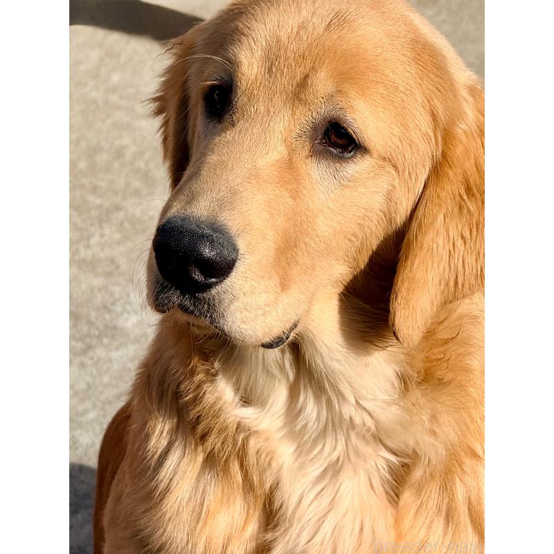 販売中の静岡県のゴールデンレトリーバー-434139の2枚目