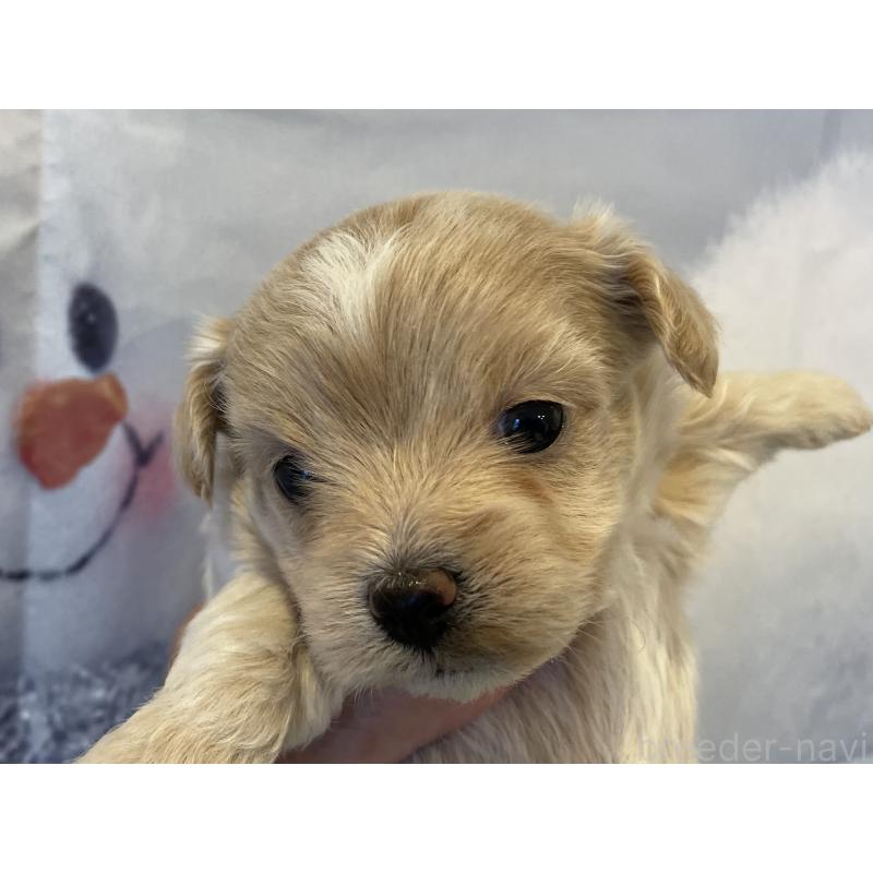 販売中の北海道のミックス犬-434141の5枚目