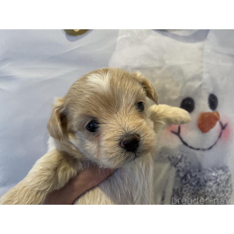 販売中の北海道のミックス犬-434141の4枚目