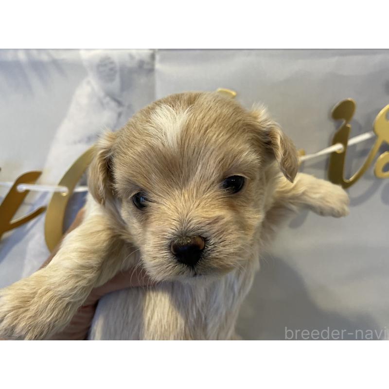 販売中の北海道のミックス犬-434141の3枚目