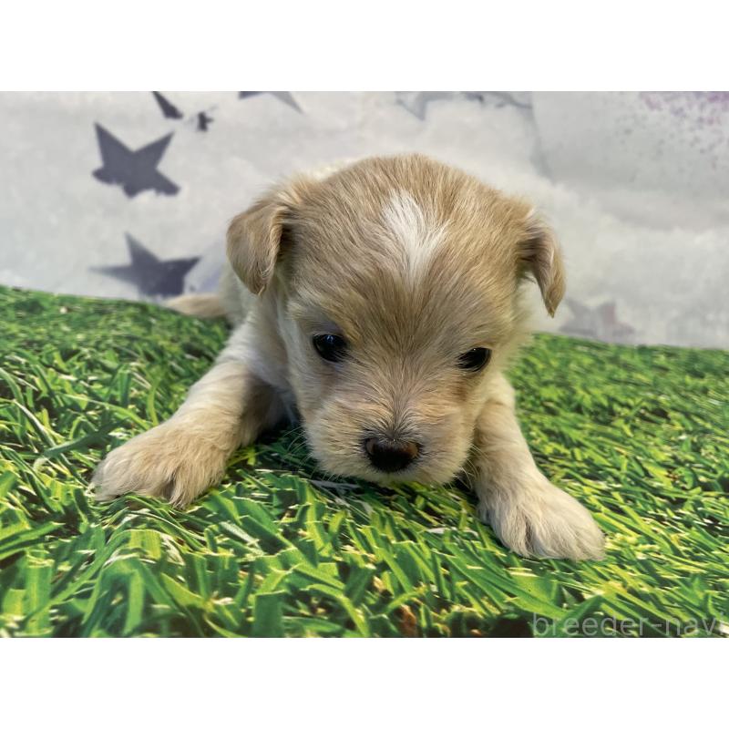 販売中の北海道のミックス犬-434141の2枚目