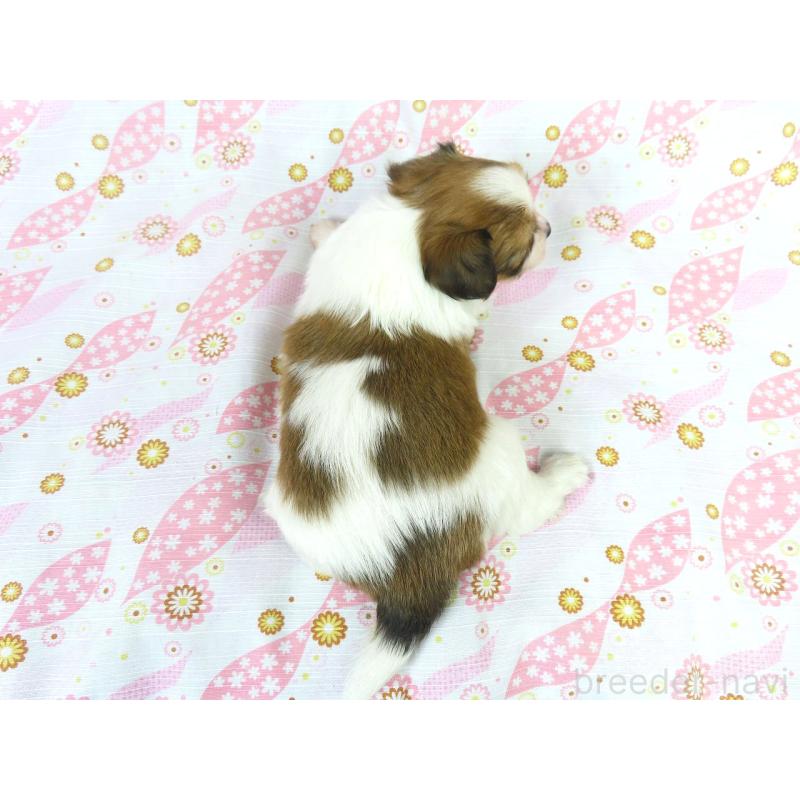 成約済の千葉県のパピヨン-431890の5枚目